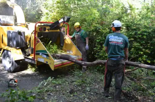 tree services Dunnellon